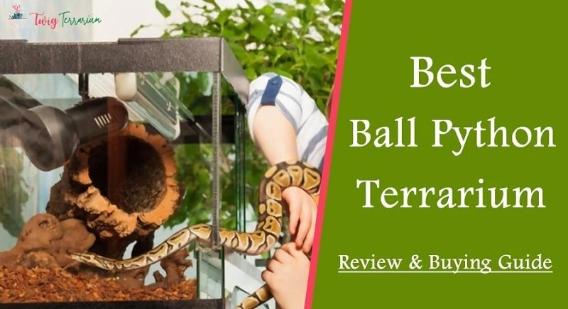 Top 5 Best Ball Python Terrarium Reviews- 2023