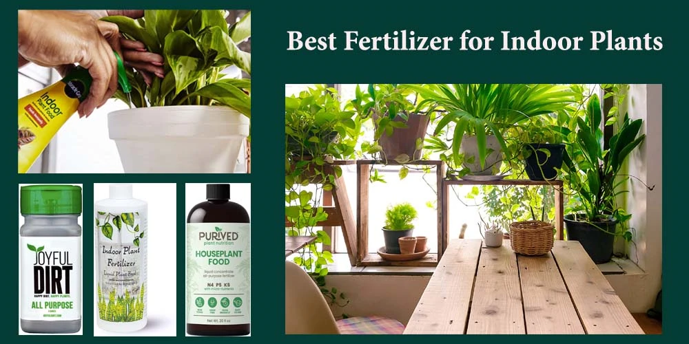 15 Best Fertilizers for Indoor Plants Reviews