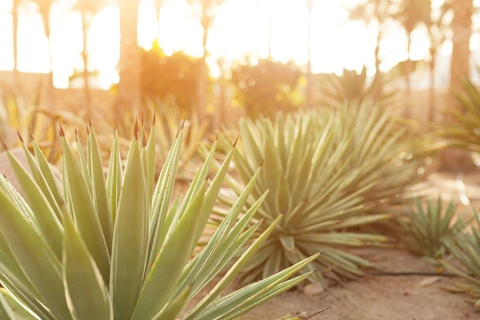 Make Your Home the Hospital to Desert Agave Plant