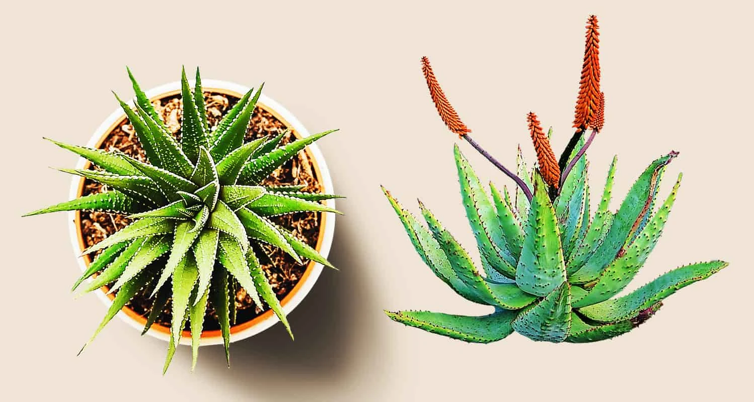 Growing Aloe Plants Indoors – Popular Easy