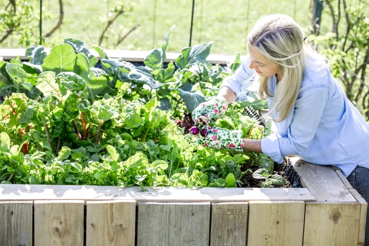 What do you put in the bottom of a raised garden bed?