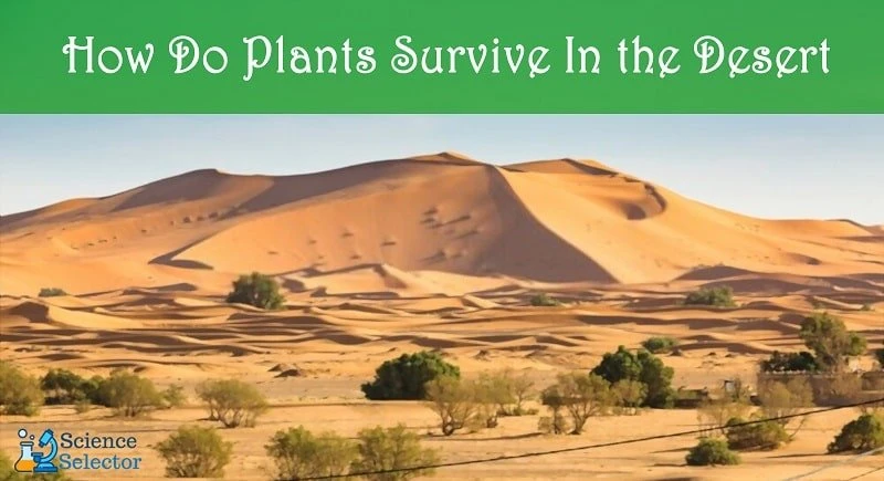 How Do Plants Survive In the Desert