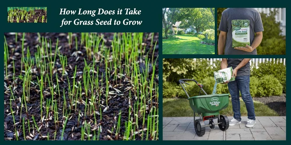 How Long Does it Take for Grass Seed to Grow