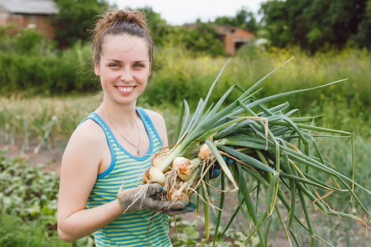 How to Store Onions from the Garden