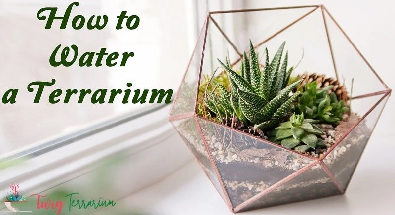 How to Water a Terrarium
