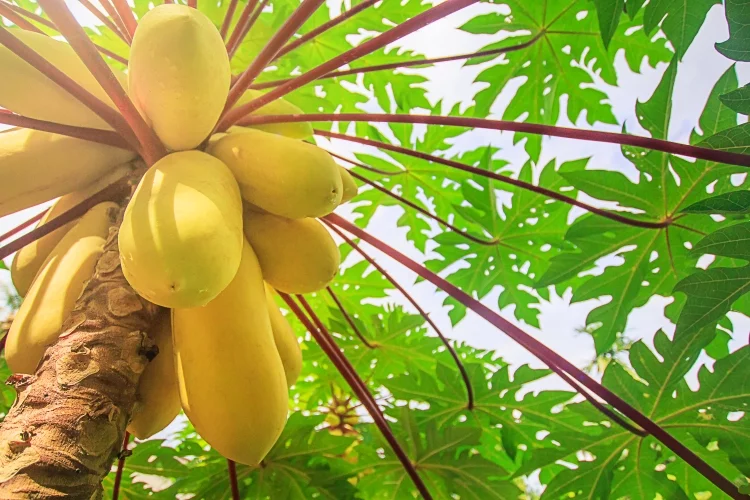 Carica Papaya: