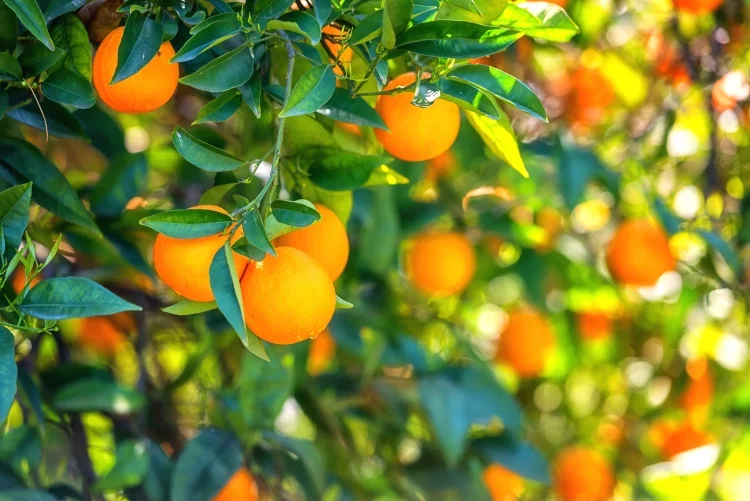 Citrus Fruit tree