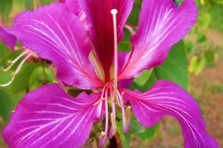 Bauhinia