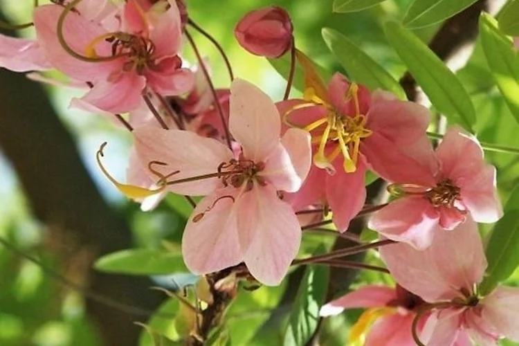 Cassia Javanica