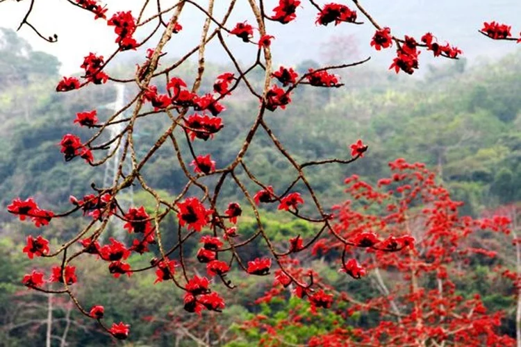 Silk Cotton Tree