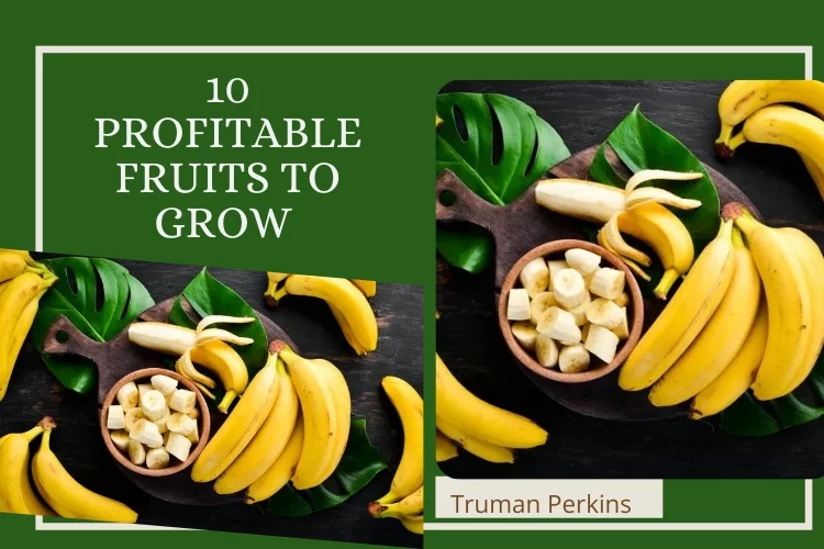 10 Profitable Fruits to Grow 