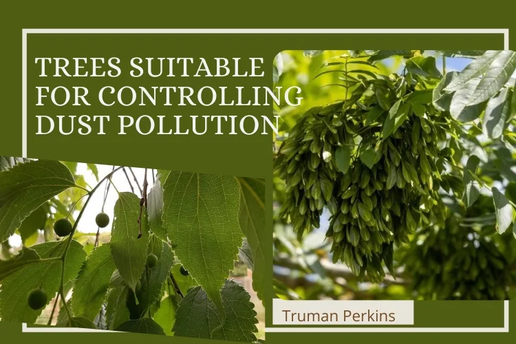 Trees Suitable for Controlling Dust Pollution