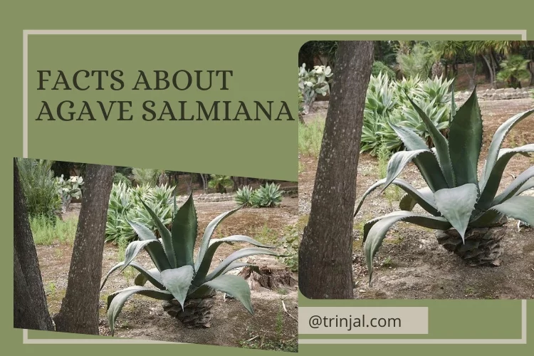 Agave Salmiana: No Cold Temperatures