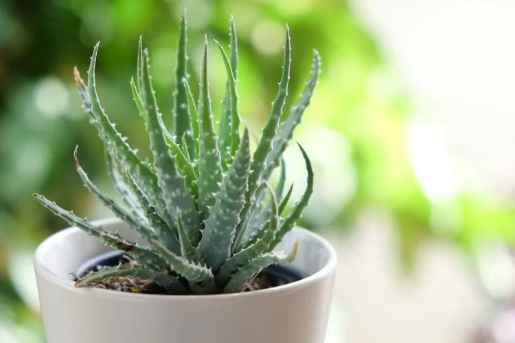 Aloe Vera in a pot