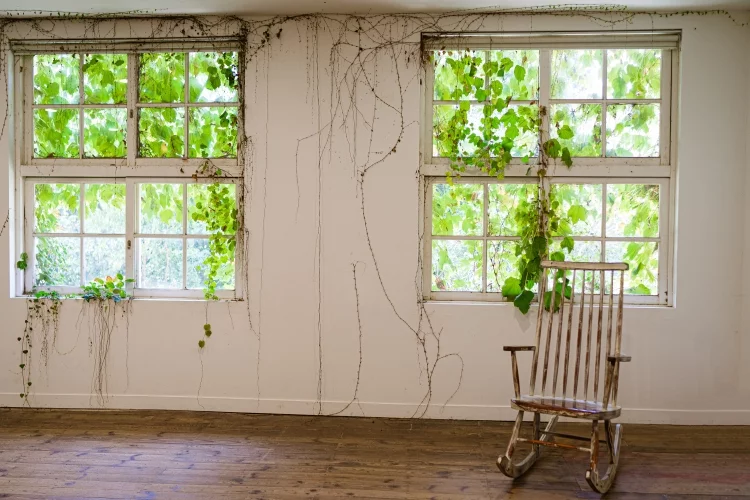Climbing plant, green ivy or vine plant growing on antique wall and window.
