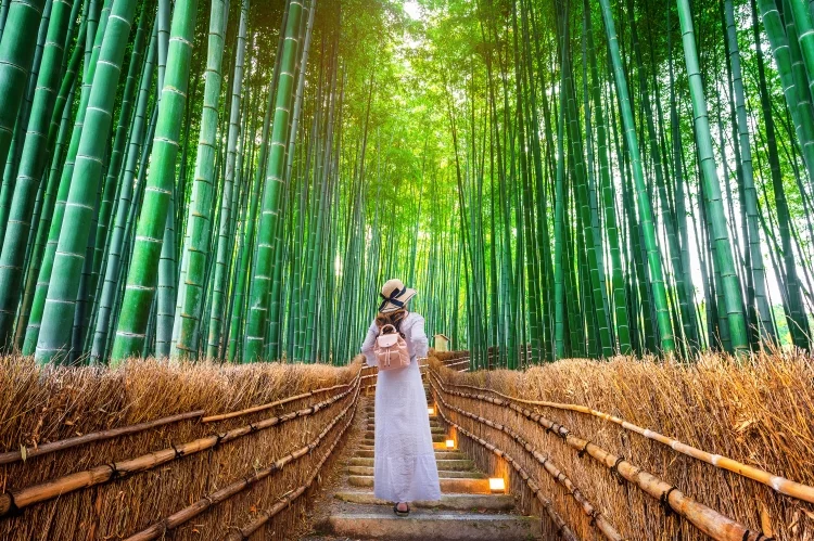 Bamboo Forest in Tokyo