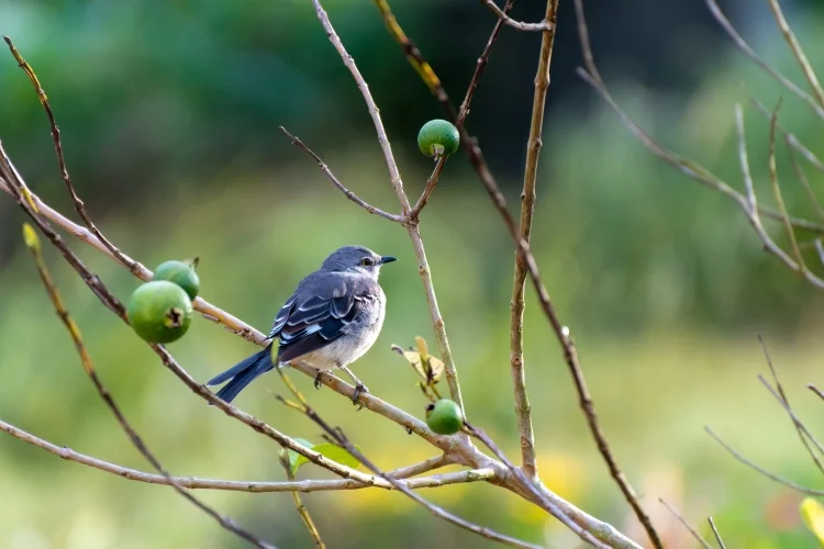 Guava Tree: