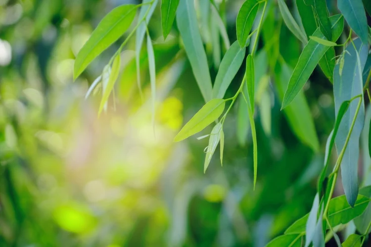 Eucalyptus Tree: