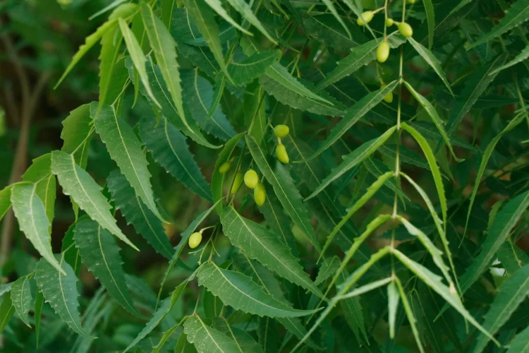 Neem Tree: