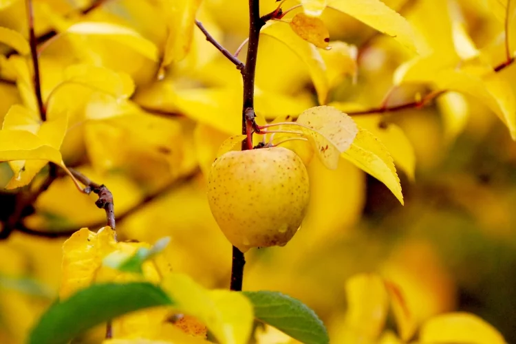 Golden Rain Tree: