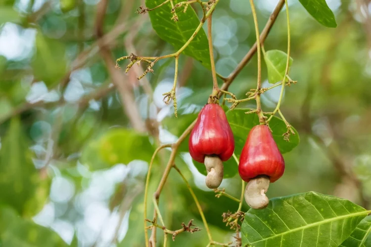 Cashew Tree: