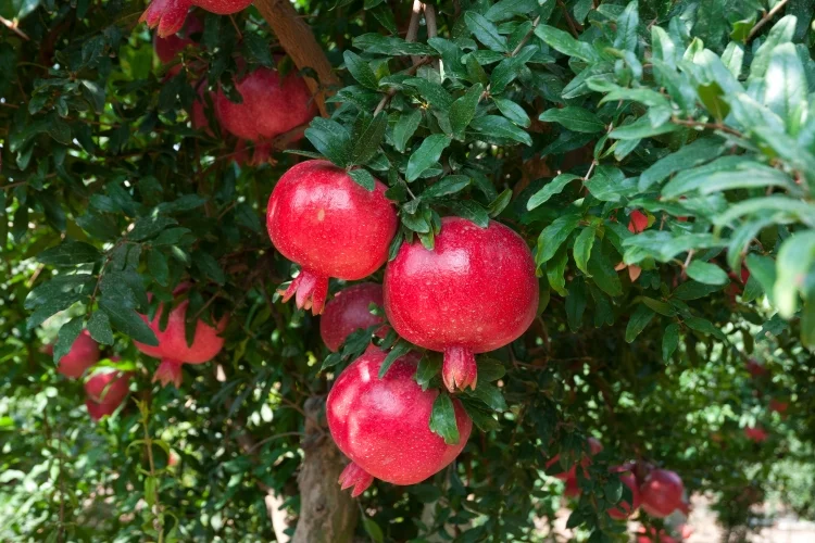 Pomegranate Tree: