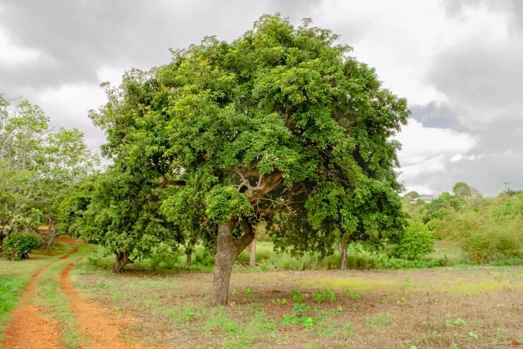 Chiku Tree: