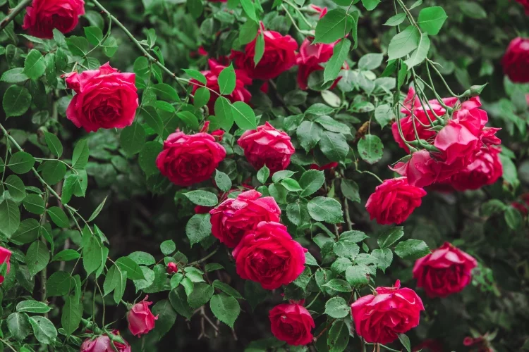 Rose (Rosa Indica)