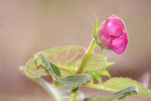  Some colorful flowers that grow well in the shade: 