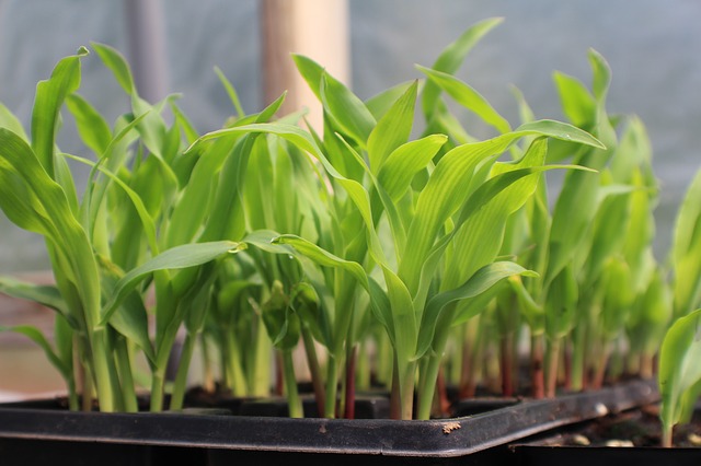 Urban Farming 