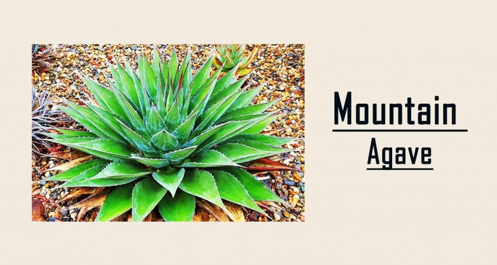 Agave Montana