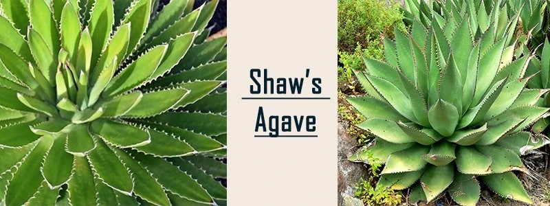 Agave shawii