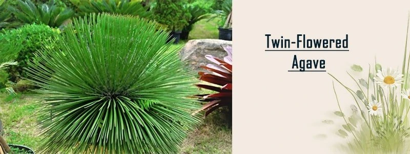 twin flowered agave