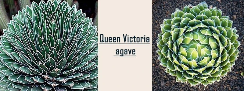 queen victoria agave