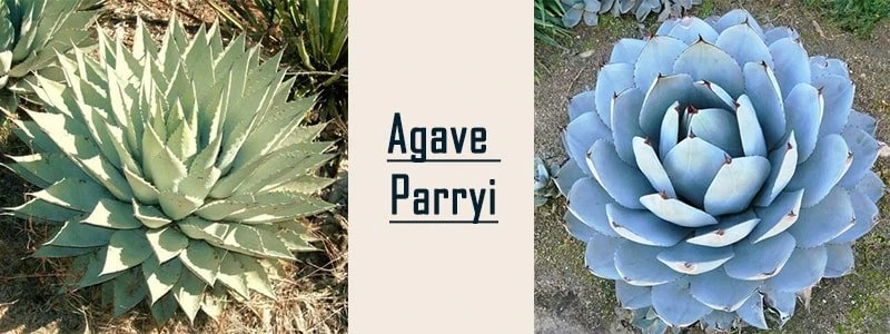 agave parryi