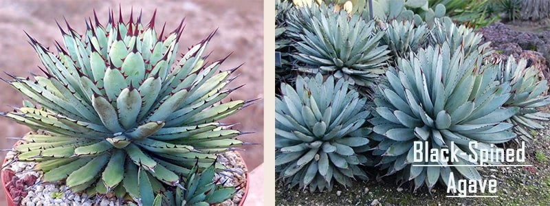 black spined agave