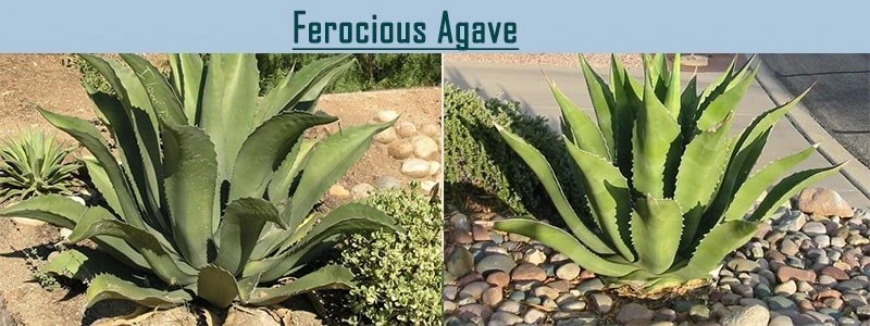 ferocious agave