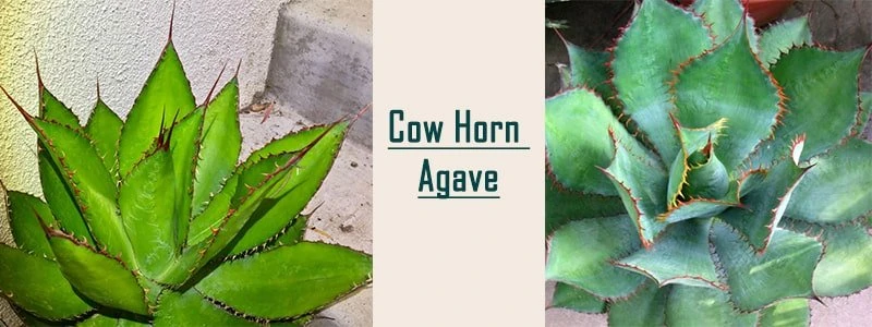 cow horn agave
