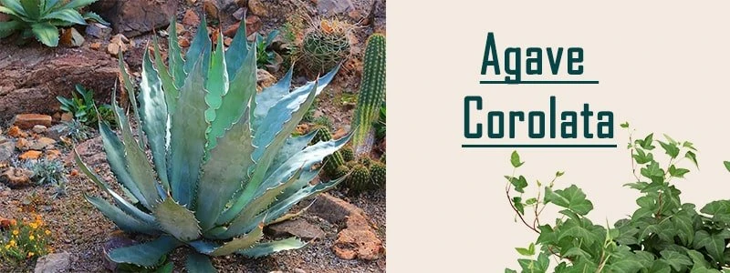 agave corolata