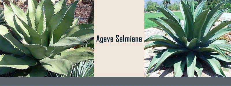 Agave salmiana