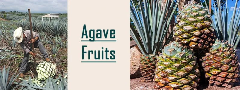agave fruits
