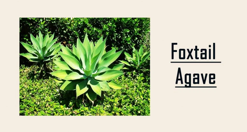 foxtail agave