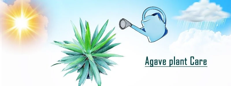 agave plant care