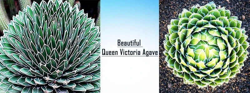 beautiful queen victoria agave