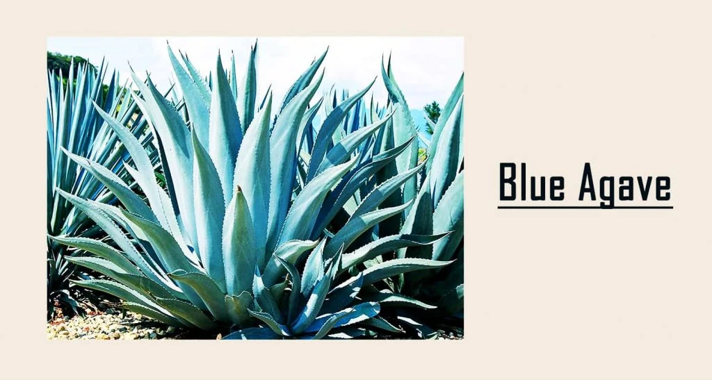 blue agave