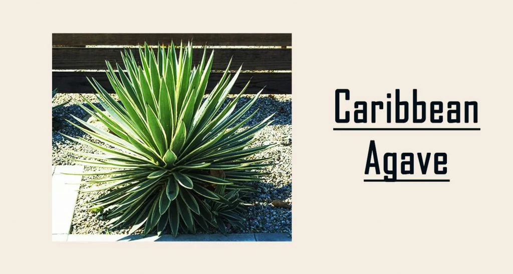 caribbean agave