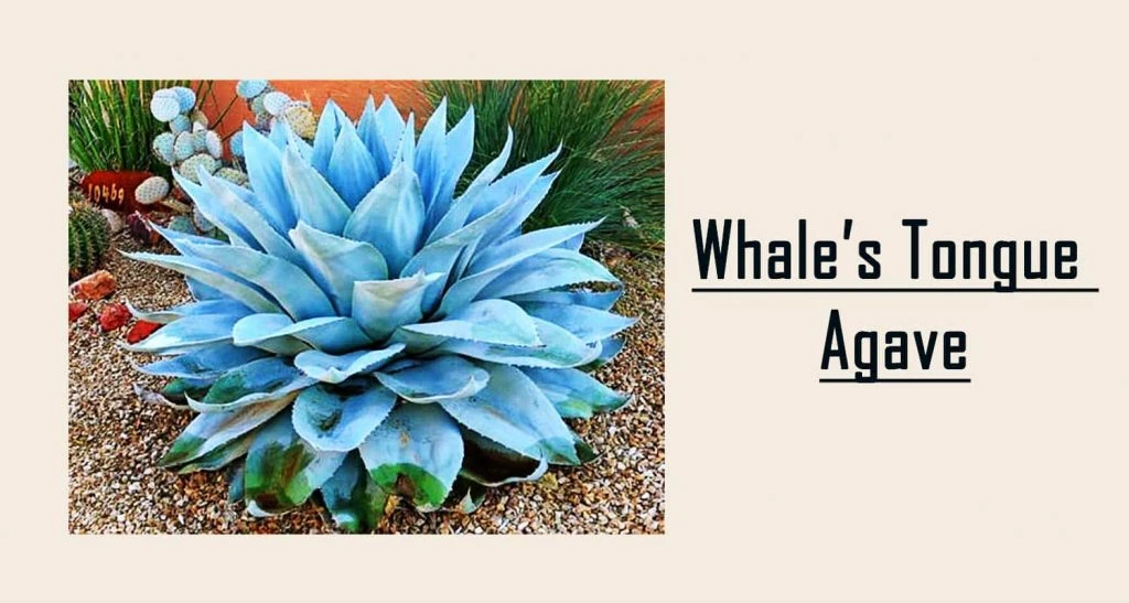 Whale’s Tongue Agave