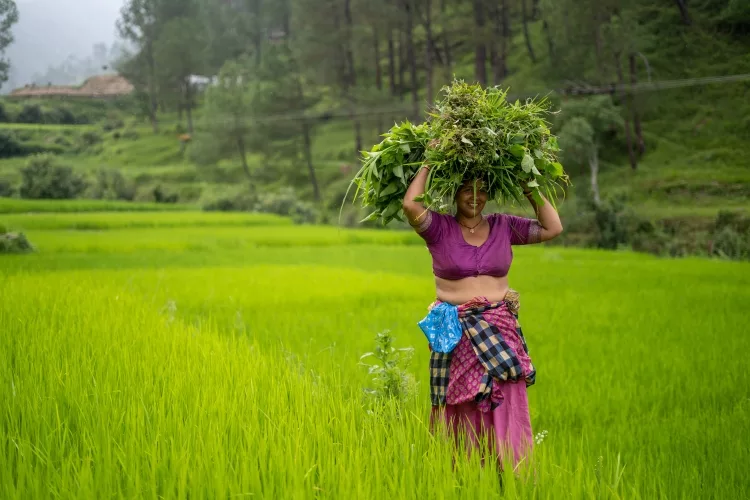 15 Plants for Terrace Gardening in India {Rooftop Farming}