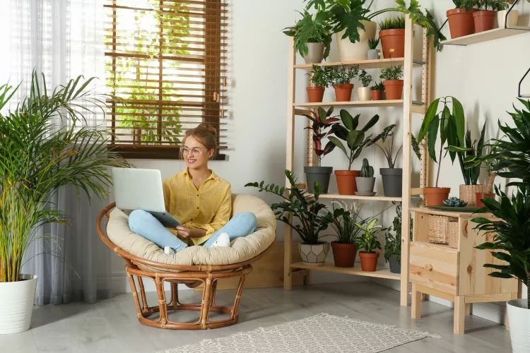 15 Indoor Plants to absorb Humidity & Maintain Temperature