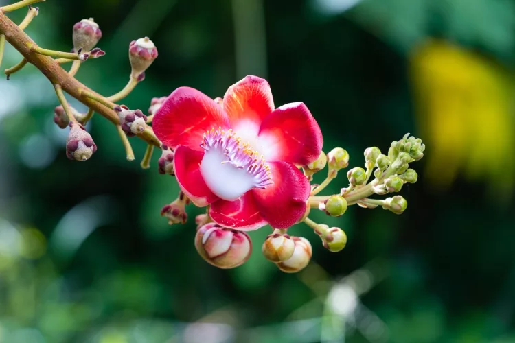 Nagalinga Flowers